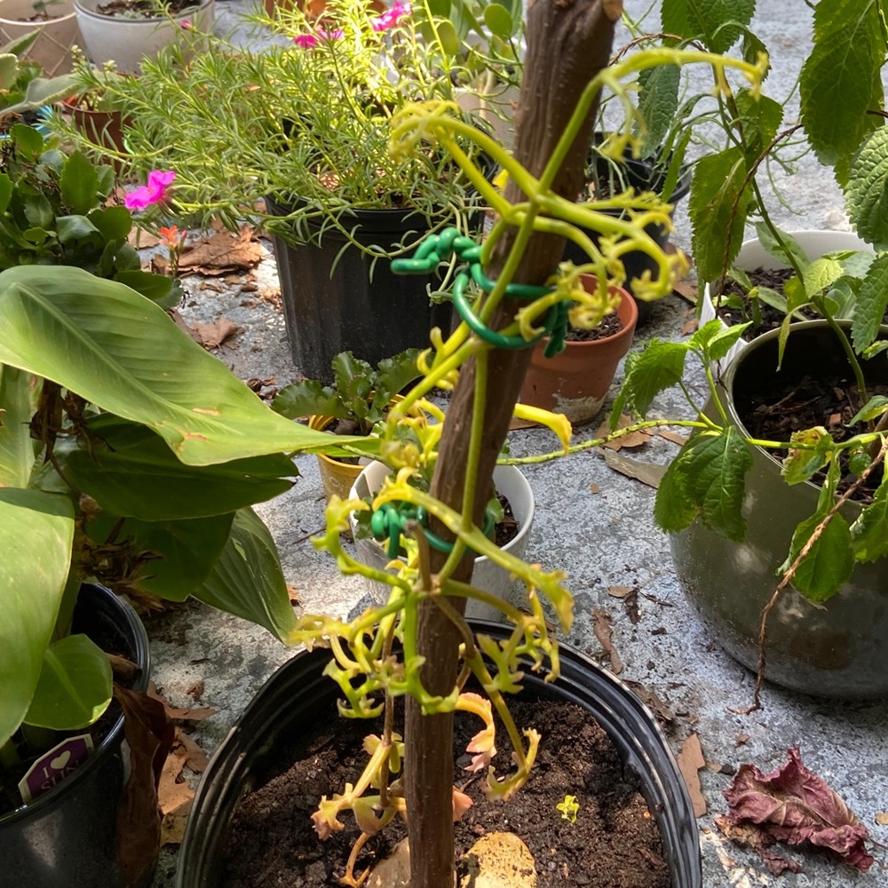 UNROOTED Cuttings RARE Kalanchoe Schizophylla Two Cuttings - Picture 12 of 17